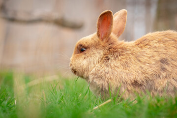 rabbit in the grass