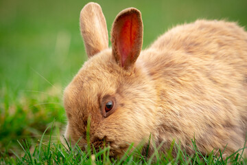 rabbit on green grass