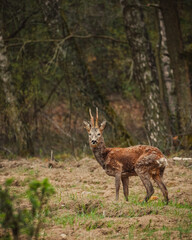 deer in the woods