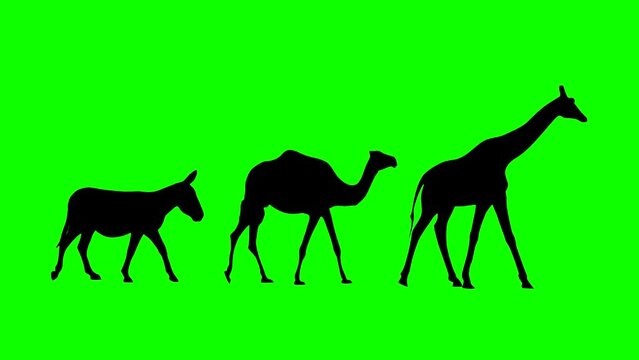Walking giraffe, camel and donkey: animation on the green background (seamless loop)