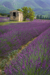 Fototapeta na wymiar Stone house in the middle of a lavender field on the Valensole plateau, Puimoisson, Verdon Regional Natural Park, Alpes-de-Haute-Provence, France