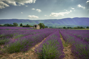 Stone house in the middle of a lavender field on the Valensole plateau, Puimoisson, Verdon Regional...