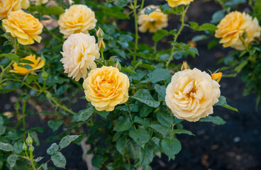 yellow roses, rose garden, Balboa Park, San Diego, California, USA