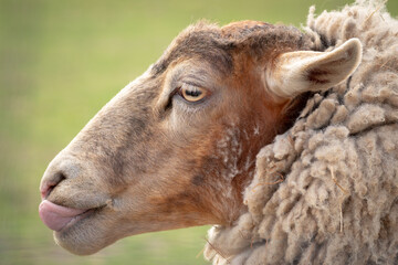 portrait of a sheep