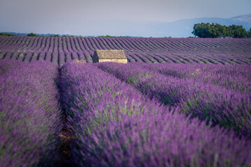 Naklejka na ściany i meble Lavender field at sunset in Valensole in Provence, France. Alpes-de-Haute-Provence, French Alps.