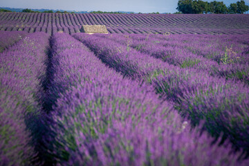 Obraz premium Lavender field at sunset in Valensole in Provence, France. Alpes-de-Haute-Provence, French Alps.