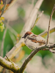 sparrow on a branch