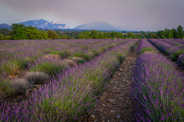 Lavender field at sunset in Valensole in Provence, France. Alpes-de-Haute-Provence, French Alps.