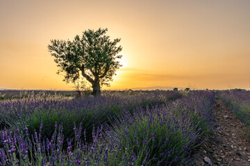 Lavender field at sunset in Valensole in Provence, France. Alpes-de-Haute-Provence, French Alps. Sunset and tree silhouettes on the Valensole Plateau