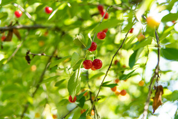 ripe cherries growing on a tree