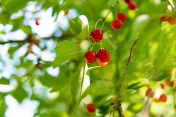 Obraz premium ripe cherries growing on a tree