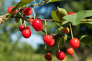 ripe cherries growing on a tree