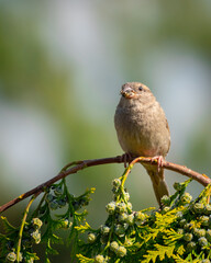 sparrow