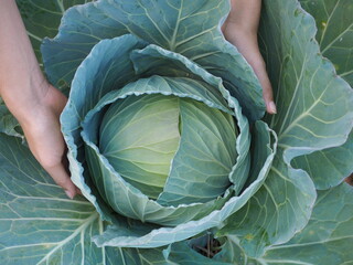 Obraz premium Farmer's hands harvest a cabbage in the garden. closeup photo, blurred.