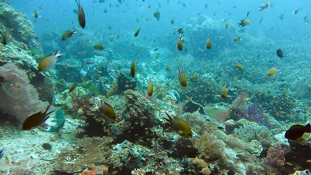 Alive coral reef with hard corals and different tropical fish. Amazing diversity of fish species, Raja Ampat, Indonesia