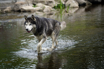 dog in water