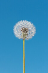White dandelion against a clear blue sky.