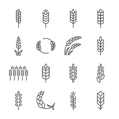 Wheat icons set. Wheat ear of various shapes, linear icon collection. Line with editable stroke