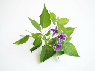 Green leaves of Barleria strigosa Willd (ACANTHACEAE) on white background. medicinal plants. closeup photo, blurred.