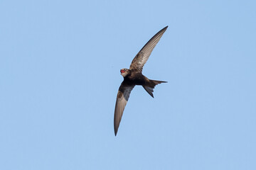 Common swift catching an insect