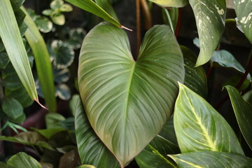 close up of green leaves
