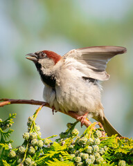 sparrow on the tree