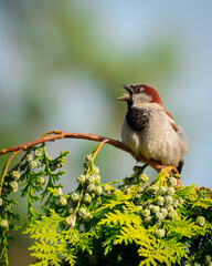 sparrow on the top of a tree