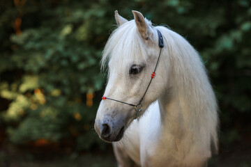 Obraz na płótnie Canvas white pony horse in the forest at sunset summer for a walk