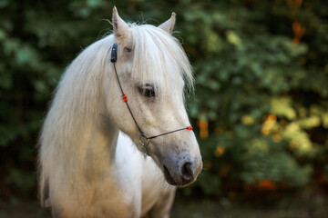 Naklejka na ściany i meble white pony horse in the forest at sunset summer for a walk