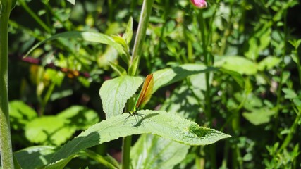 mariposa multicolor sobre la flor de cactus color rosa, ruta senderismo de las gándaras en mezonzo, la coruña, galicia, españa, europa