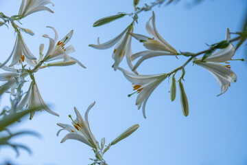 Beautiful photos of garden flowers. White lilies against the blue sky. Close up.