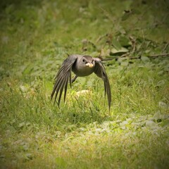 Catbird with a snack