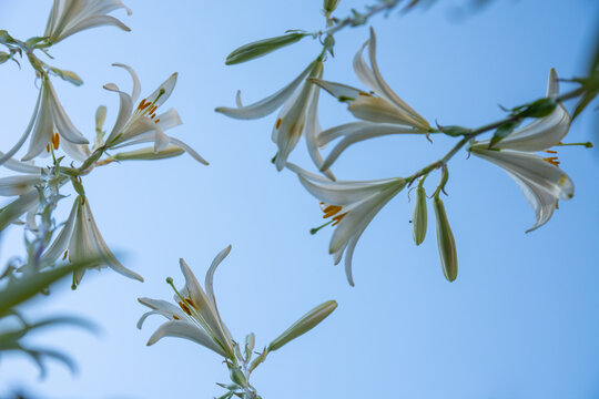 Beautiful photos of garden flowers. White lilies against the blue sky. Close up.