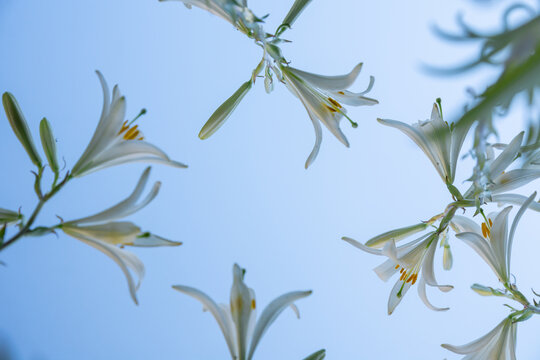 Beautiful photos of garden flowers. White lilies against the blue sky. Close up.