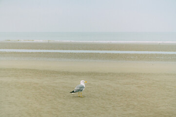 Seagull Beach