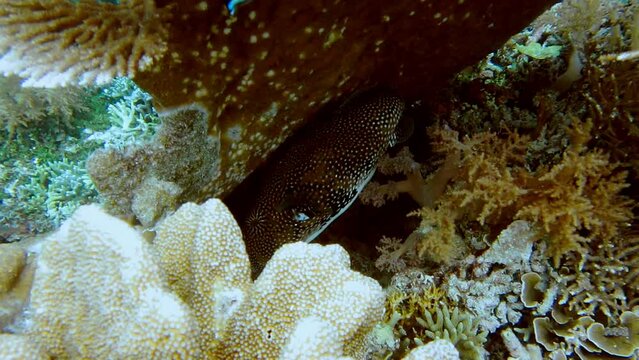 Big Map black puffer, Arothron mappa puffer fish in clear clean water. Raja Ampat, Indonesia