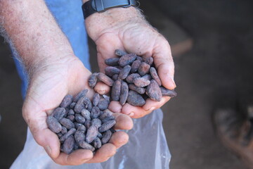 Mão de agricultor segurando amêndoas torradas de cacau para fabricação de chocolate, em Medicilândia, Para