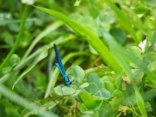 libélula de color azul sobre un vegetal en primavera, mezonzo, la coruña, galicia, españa, europa