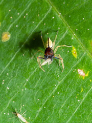Jumping spider cute on green leaves.