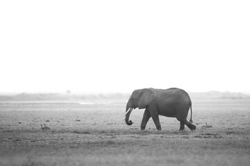 African Elephant (Loxodonta africana) Walking on Savannah. Black and White, Misty Look. Amboseli, Kenya