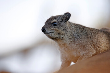 Obraz premium Rock Hyrax (Procavia capensis, aka Dassie, Cape Hyrax, Rock Rabbit). Tsavo West National Park, Kenya