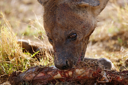 Close-up of a Spotted Hyena (Crocuta crocuta) Feeding on Carcass. Amboseli, Kenya