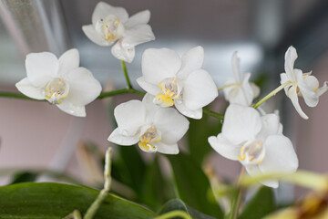 Naklejka na ściany i meble Orchids white buds. Orchid background. Phalaenopsis bud. A branch of flowers. Delicate flower. Rare collectible plant. Dew on the bud closeup.