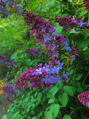 Obraz premium flowers in the garden