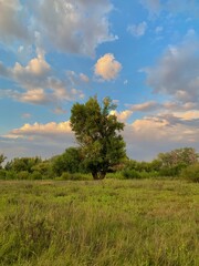 Obraz premium tree in the field