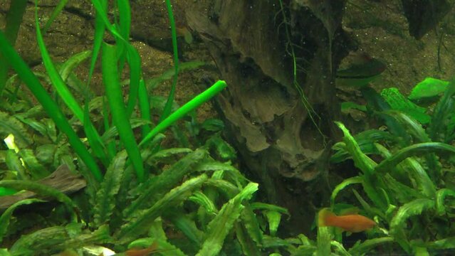 exotic fish from the amazonian waters. Close up video