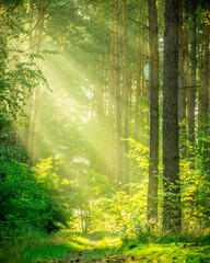sun rays in the forest