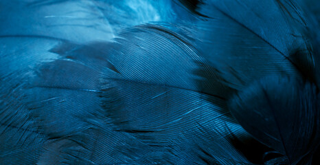 blue hawk feathers with visible detail. background or texture