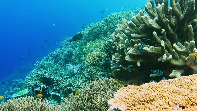 Many sergeant fish swimming above the beautiful hard coral on the reef edge. Deep blue ocean water in background