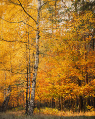 autumn in the forest